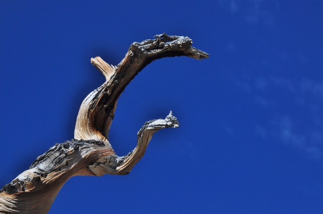 a bristlecone pine
